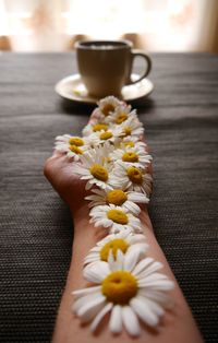 Close-up of hand holding white rose