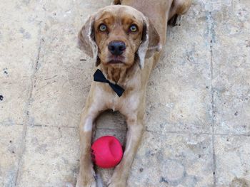 High angle portrait of dog by ball on floor