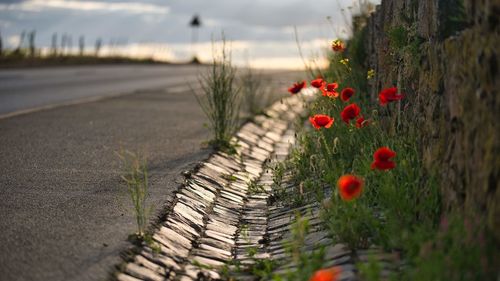 Close-up of red poppy flowers on field