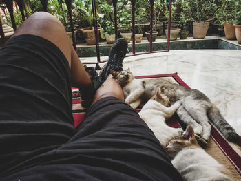 Low section of person with cat resting on floor