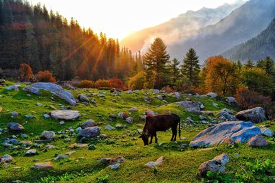 Cow grazing on field during autumn