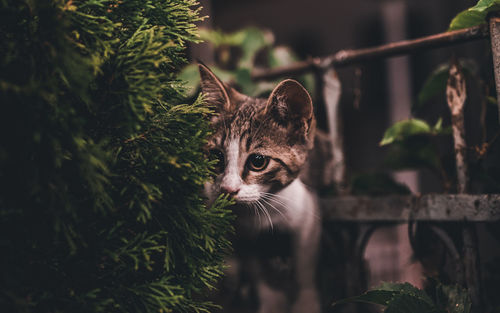 Close-up of kitten standing by plants