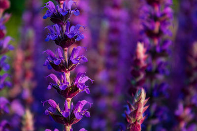 Close-up of purple flowering sage, salvia nemorosa
