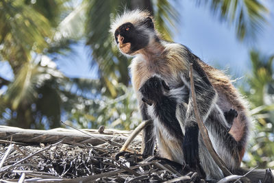 Close-up of monkey, zanzibar red colobus