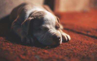 Close-up of dog sleeping on rug