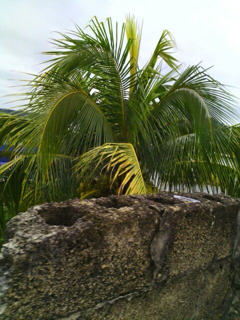 palm tree, tree, growth, low angle view, green color, sky, tree trunk, tranquility, nature, coconut palm tree, beauty in nature, tranquil scene, day, tropical climate, leaf, scenics, outdoors, sunlight, green, no people