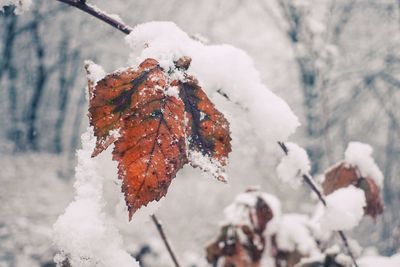 Close-up of frozen leaves on snow covered tree