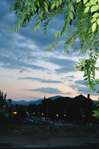 Houses and trees against sky at night