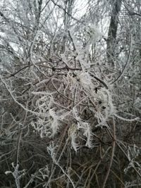 Close-up of frozen tree in forest during winter