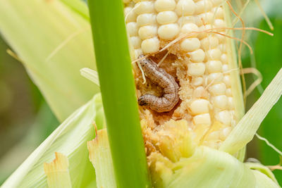 Close-up of insect on leaf