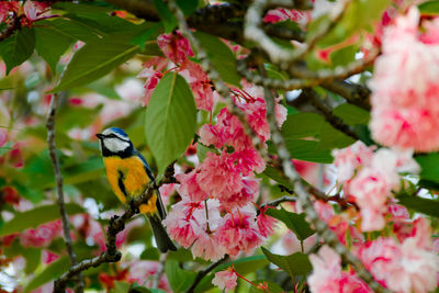 Close-up of butterfly perching on pink flowering plant