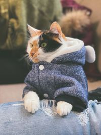 Close-up of cat relaxing at home