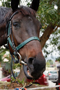 Smiling horse