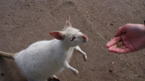 Close-up of hand holding squirrel