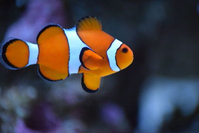 Close-up of fish swimming in aquarium