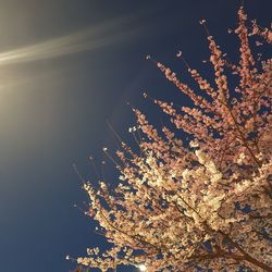 Low angle view of illuminated tree against sky at night