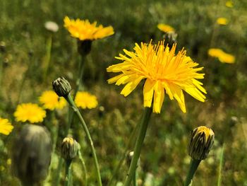 Close-up of yellow flowering plant on field