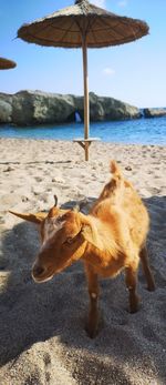 View of dog on beach