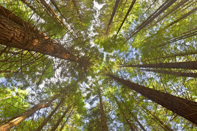 Low angle view of bamboo trees in forest