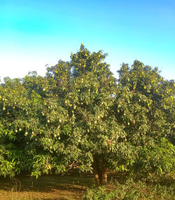 Low angle view of trees against clear blue sky