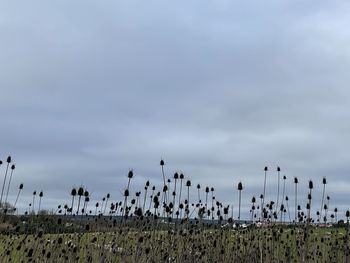 View of birds on land against sky