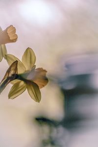 Close-up of flowering plant