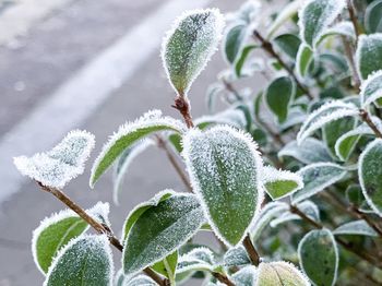 Close-up of frozen plant