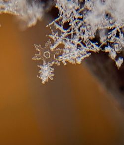 Close-up of snowflakes on plant