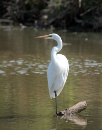 Bird perching on a lake