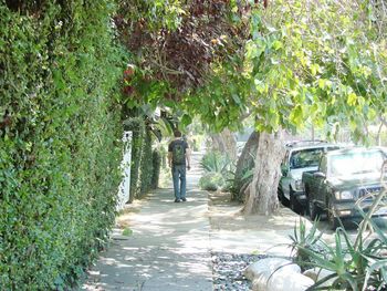 Man amidst trees in park