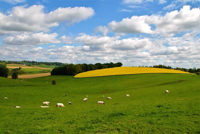 Scenic view of grassy field against sky