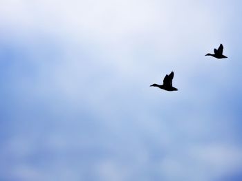 Low angle view of birds flying in sky