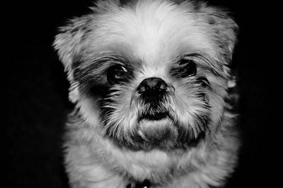 Close-up portrait of dog