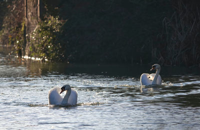 View of two mute swans swimming in a river 