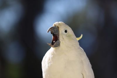 Close-up of sulfur-crested cockatoo with beak wide open on a blurred background