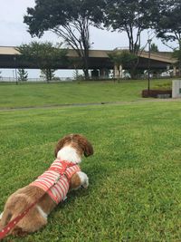 Rear view of person with dog on field