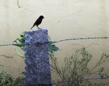 Bird perching on wall