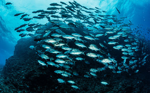 School of bigeye trevally