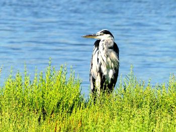 High angle view of gray heron by lake