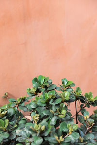 Close-up of succulent plant against wall