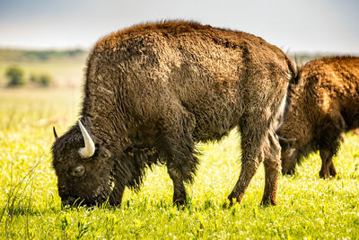 Sheep grazing in a field