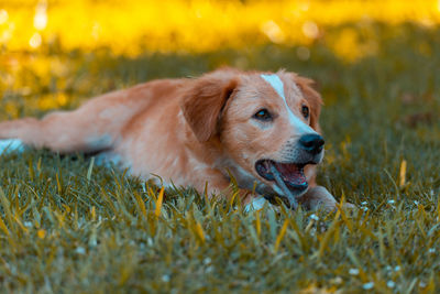 Dog looking away on field