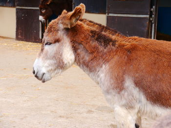 Close-up of horse