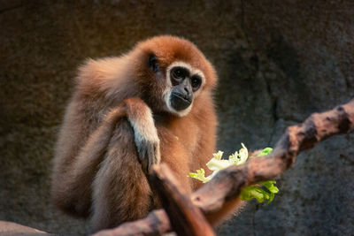 Monkey sitting on tree