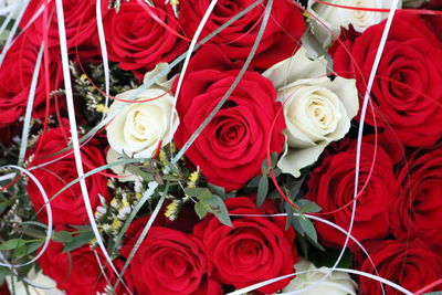 Close-up of red roses