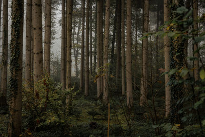 Trees in forest