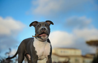 Close-up of dog holding stick in its mouth