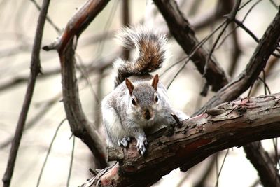 Close-up of squirrel on tree