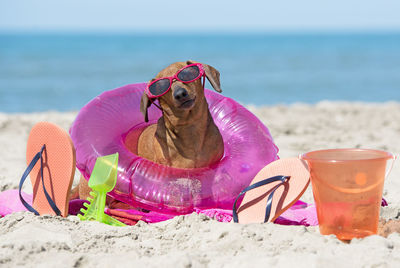 Dog in sunglasses with objects sitting at beach against sky
