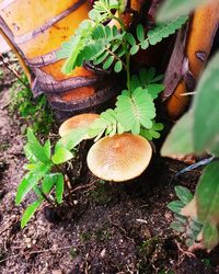 High angle view of mushrooms growing on field